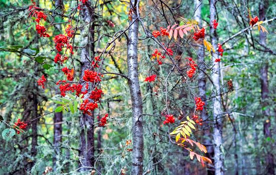 Nature in the mountains of Sayana. Russian taiga nature.