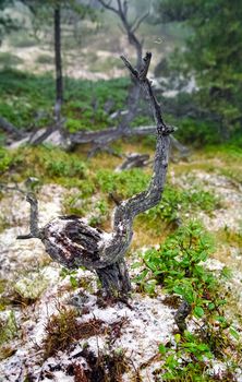 Nature in the mountains of Sayana. Russian taiga nature.