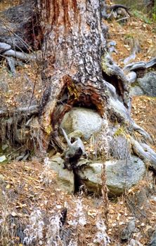 Nature in the mountains of Sayana. Russian taiga nature.