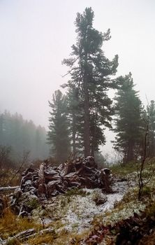 Nature in the mountains of Sayana. Russian taiga nature.