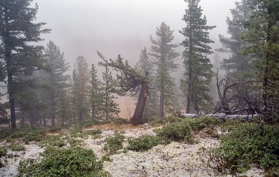 Nature in the mountains of Sayana. Russian taiga nature.