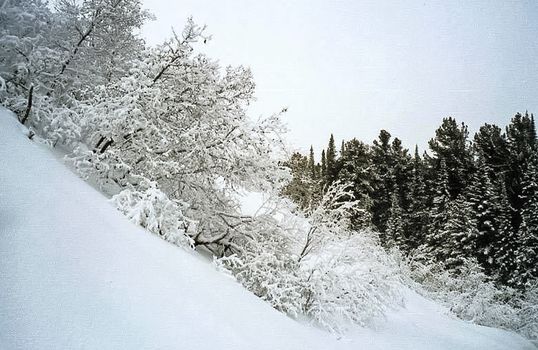 Snow and frost on tree branches and on grass. Winter in Sayan, nature of Russia