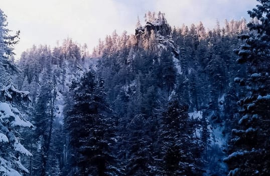 Snow and frost on tree branches and on grass. Winter in Sayan, nature of Russia
