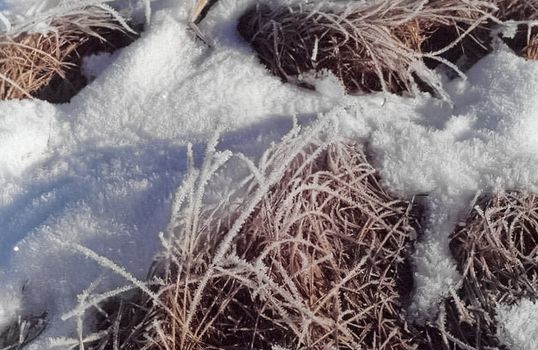 Snow and frost on tree branches and on grass. Winter in Sayan, nature of Russia