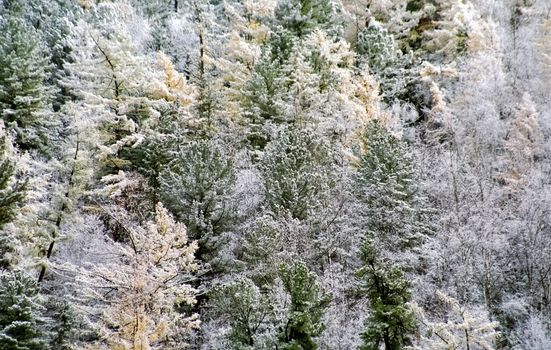 Snow and frost on tree branches and on grass. Winter in Sayan, nature of Russia