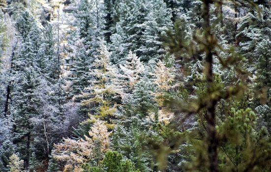 Snow and frost on tree branches and on grass. Winter in Sayan, nature of Russia