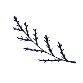 Blue Hand-Drawn Isolated Flower Twig. Monochrome Botanical Plant Illustration in Sketch Style. Thin-leaved Marigolds for Print, Tattoo, Design, Holiday, Wedding and Birthday Card.