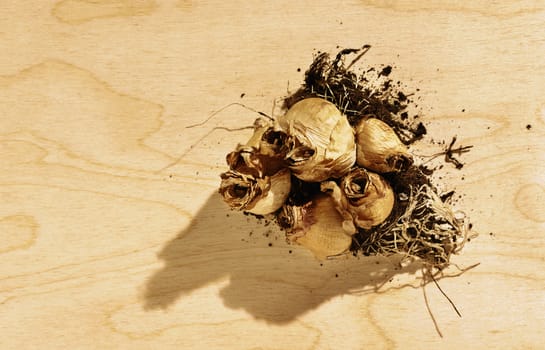 Group of small brown flower bulbs on wooden table , beautiful roots with soil