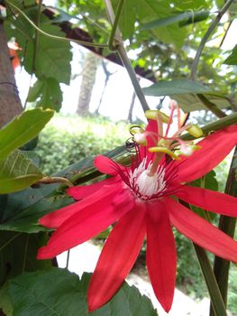 close up image of passiflora coccinea common names scarlet passion flower, red passion flower,dance flower) is a fast growing vine. home decorating vines. Out of focus