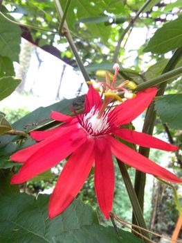 close up image of passiflora coccinea common names scarlet passion flower, red passion flower,dance flower) is a fast growing vine. home decorating vines. Out of focus
