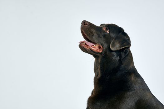 Purebred dog with black hair on a light background portrait, close-up, cropped view. High quality photo