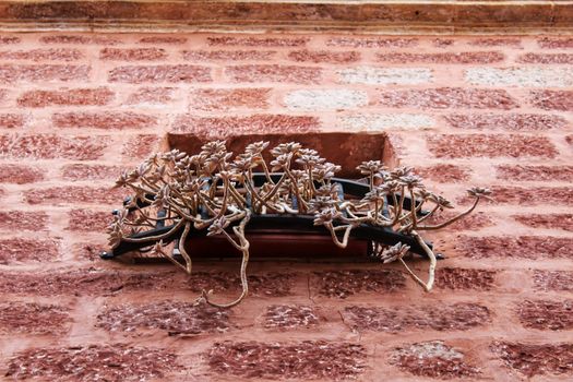 Echeveria plant on a balcony and red stone facade in Murcia, Spain