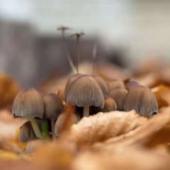 Mushrooms on a background of yellow foliage. Autumn landscape mushrooms growing in the meadow. Autumn forest. Close up photo of poisonous mushrooms.