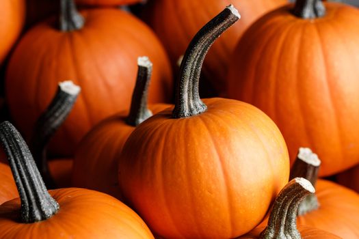 Many pumpkins background, autumn market, fall holidays Thanksgiving Halloween