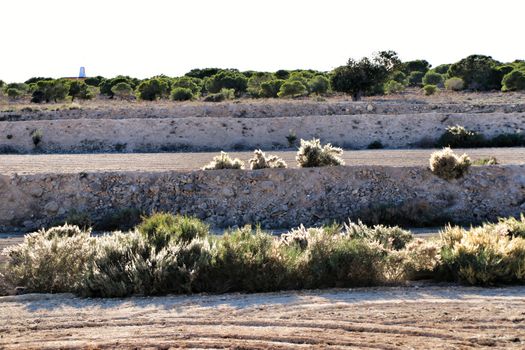 Countryside landscape with autochthon bushes and eucalyptus trees in Alicante, Spain