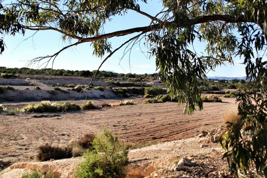 Countryside landscape with autochthon bushes and conifers in Alicante, Spain