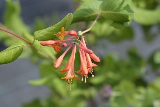 Honeysuckle Dropmore Scarlet flower buds - Latin name - Lonicera x brownii Dropmore Scarlet