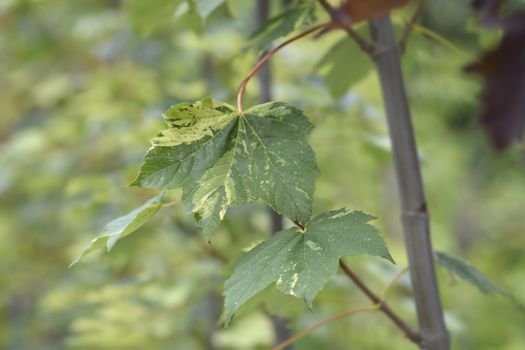 Sycamore Leopoldii leaves - Latin name - Acer pseudoplatanus Leopoldii