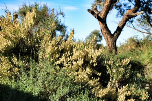 Countryside landscape with autochthon bushes and eucalyptus trees in Alicante, Spain