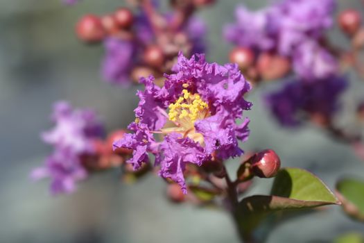 Pink Crepe myrtle - Latin name - Lagerstroemia indica