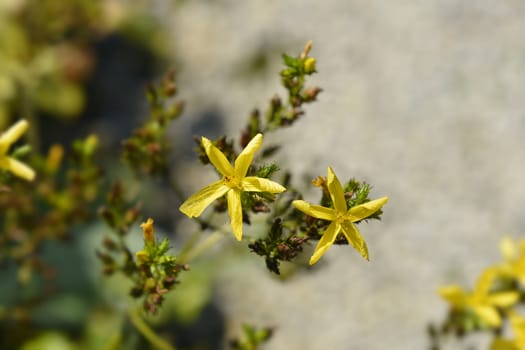 Mountain St Johns Wort - Latin name - Hypericum montanum