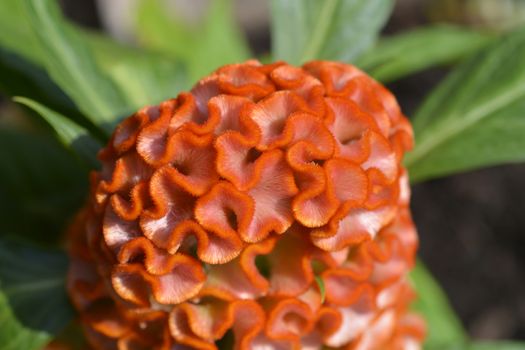 Twisted Orange Cockscomb - Latin name - Celosia argentea var. cristata Twisted Orange