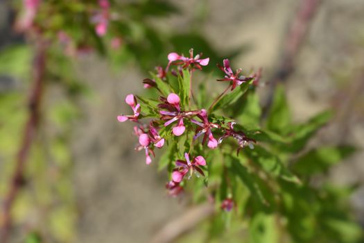 Mosquito flower - Latin name - Lopezia coronata