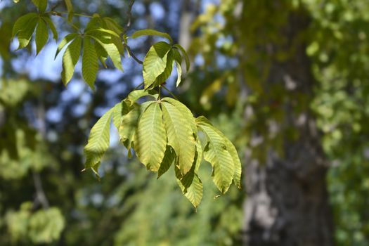 Red buckeye leaves - Latin name - Aesculus pavia