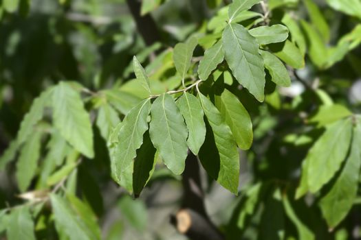 Autumn olive branch - Latin name - Elaeagnus umbellata