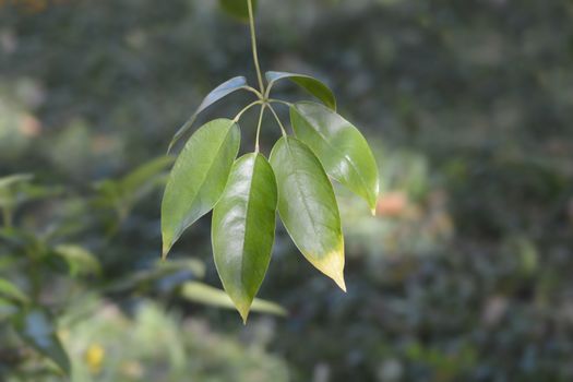 Seven-finger leaves - Latin name - Schefflera digitata