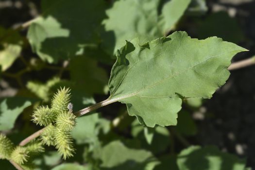 Beach cocklebur - Latin name - Xsantium orientale subsp. italicum (Xsantium strumarium subsp. italicum)