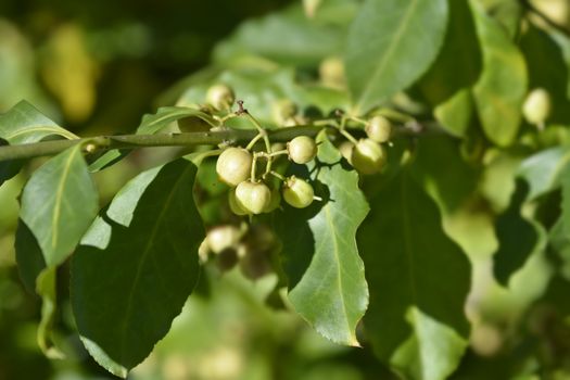 European spindle branch - Latin name - Euonymus europaeus