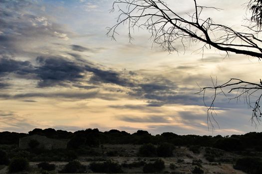 Countryside landscape with autochthon bushes and conifers at sunset in Alicante, Spain