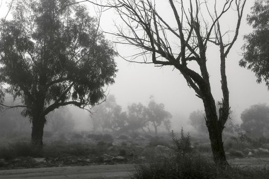 Beautiful and dark Eucalyptus forest covered by fog in the morning in Spain