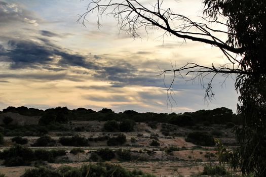 Countryside landscape with autochthon bushes and conifers at sunset in Alicante, Spain