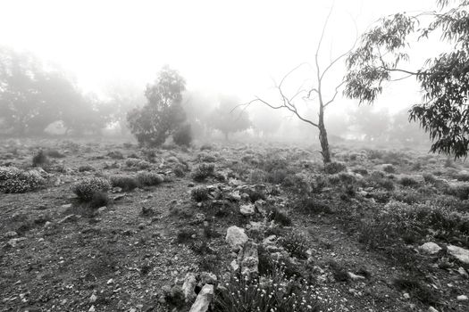 Beautiful and dark Eucalyptus forest covered by fog in the morning in Spain