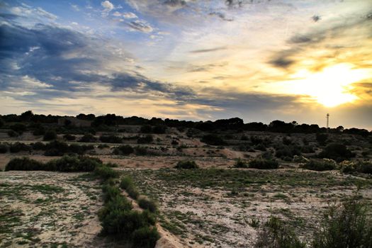 Countryside landscape with autochthon bushes and conifers at sunset in Alicante, Spain