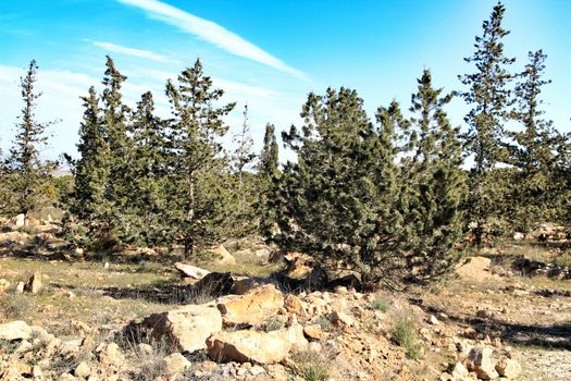 Countryside landscape with native bushes and conifers in Alicante, Spain