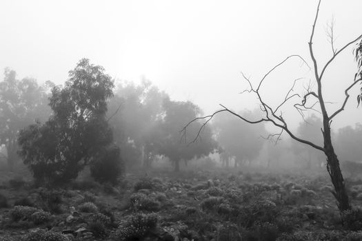 Beautiful and dark Eucalyptus forest covered by fog in the morning in Spain