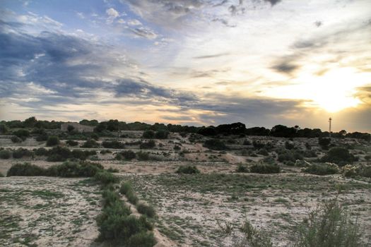 Countryside landscape with autochthon bushes and conifers at sunset in Alicante, Spain