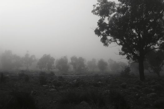 Beautiful and dark Eucalyptus forest covered by fog in the morning in Spain