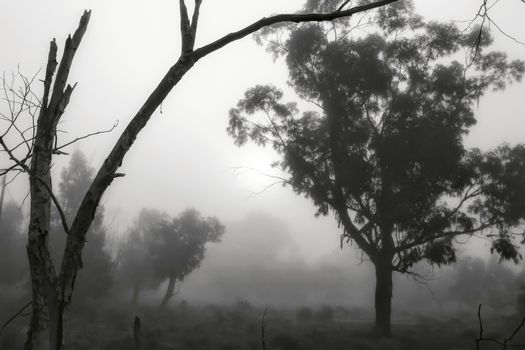 Beautiful and dark Eucalyptus forest covered by fog in the morning in Spain