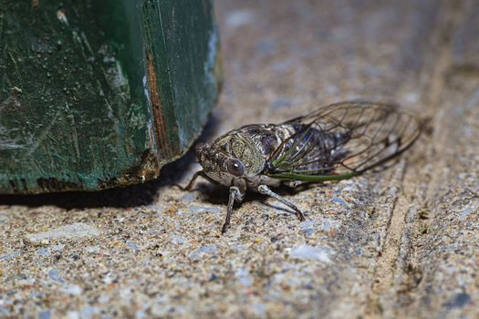 close up photo of a cicadidae resting on the ground