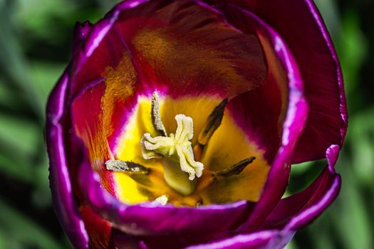 Inside view of a purple and yellow tulip