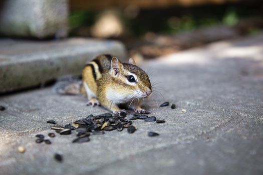 small chimpmuck protecting a pile of sunflower seed