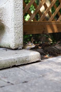 small chimpmuck hidding behind a concrete and wood fence