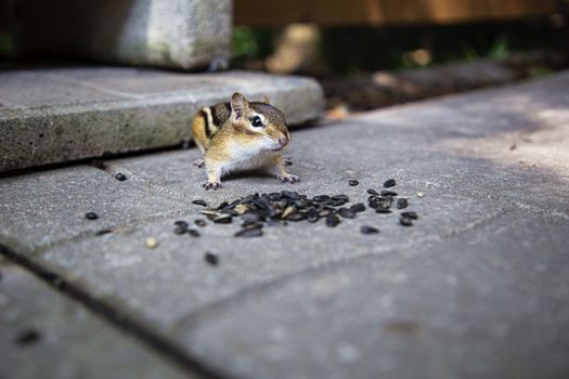 small chimpmuck keeping an eye on a pile of sunflower seed