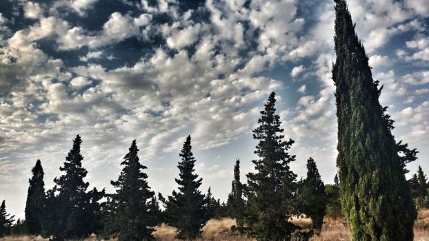 Countryside landscape with native bushes and conifers in Alicante, Spain