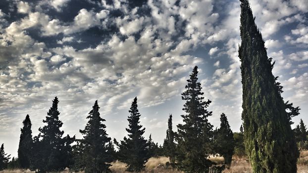 Countryside landscape with native bushes and conifers in Alicante, Spain
