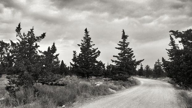 Countryside landscape with native bushes and conifers in Alicante, Spain